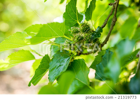 young mulberry on branch 21319773