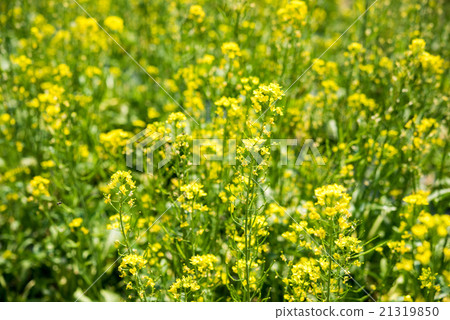 rape flower field rape flower field 21319850