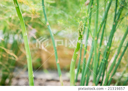 Plant asparagus fresh juicy green growing Plant asparagus fresh juicy green growing 21319857