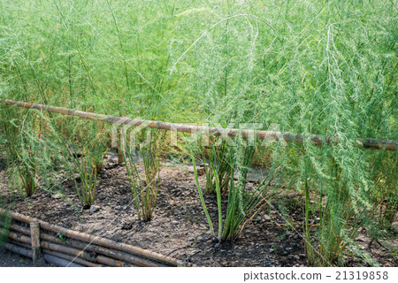 Plant asparagus fresh juicy green growing Plant asparagus fresh juicy green growing 21319858