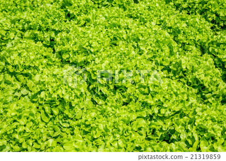 Fresh green lettuce 21319859