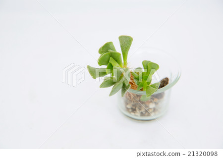 Succulent plant Succulent plant 21320098