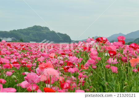 這是“Kasaoka Bay Farm”路站的罌粟田。 21320121