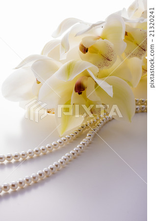 Cymbidium Cymbidium 21320241