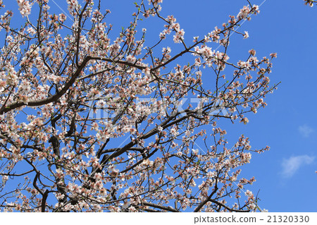 Almond tree 21320330