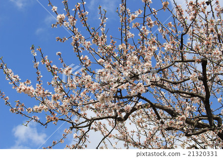 Almond tree 21320331