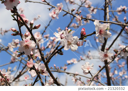Almond tree 21320332