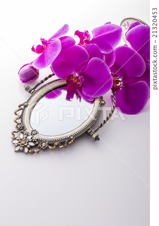 Pink orchid orchid 21320453