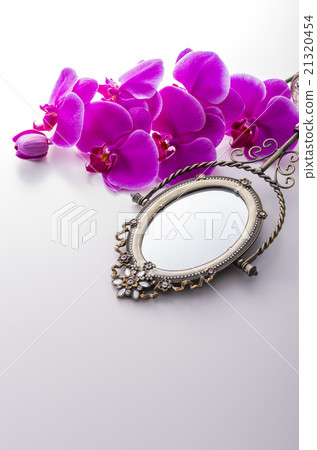 Pink orchid orchid 21320454