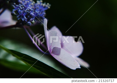 繡球 繡球 21320717