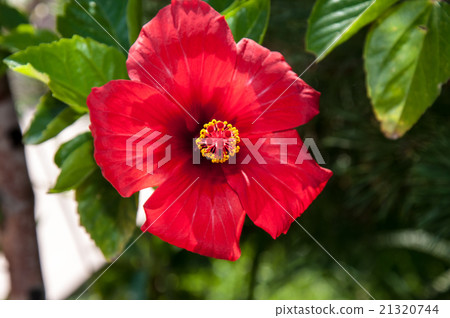 Hibiscus Chinese or Chinese rose 21320744