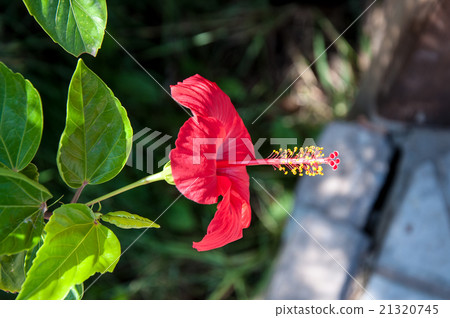 Hibiscus Chinese or Chinese rose 21320745
