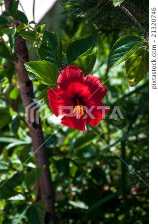 Hibiscus Chinese or Chinese rose 21320746