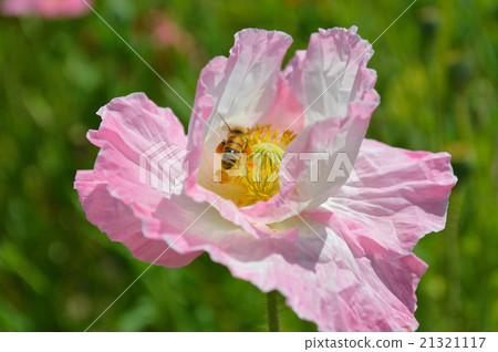 它是“Kasaoka Bay Farm”路站的罌粟和蜜蜂。 21321117