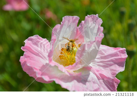 它是“Kasaoka Bay Farm”路站的罌粟和蜜蜂。 21321118