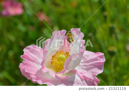 它是“Kasaoka Bay Farm”路站的罌粟和蜜蜂。 21321119