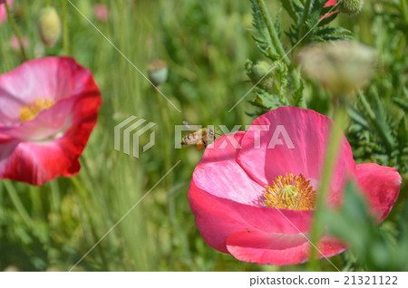 It is a poppy and a bee of the road station "Kasaoka Bay Farm". It is a poppy and a bee of the road station "Kasaoka Bay Farm". 21321122