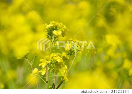 Rape flower field where light falls down Rape flower field where light falls down 21321124