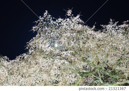 Weeping cherry tree of Okuyamada Weeping cherry tree of Okuyamada 21321367