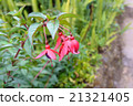 Red fuchsia in national park at Thailand 21321405