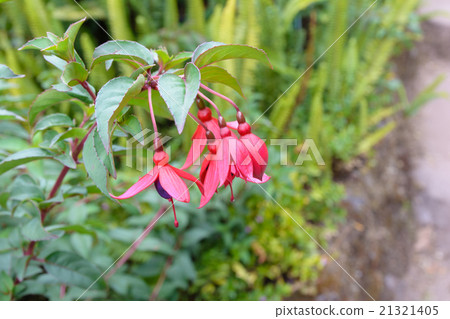 Red fuchsia in national park at Thailand Red fuchsia in national park at Thailand 21321405