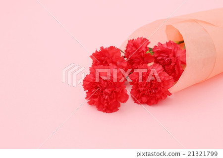 康乃馨 康乃馨 21321799