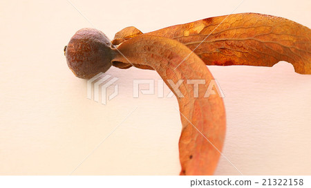 tree seed with wing as the name of Dipteocarpus  tree seed with wing as the name of Dipteocarpus  21322158