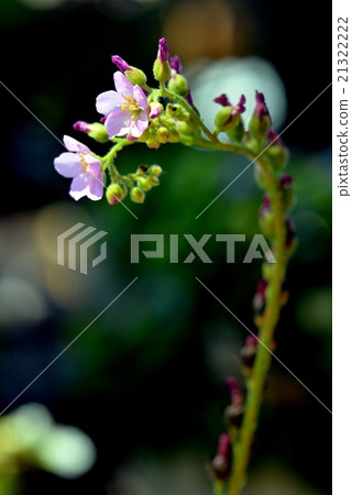 Welsh onion 21322222