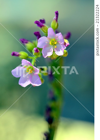 威爾士洋蔥 21322224