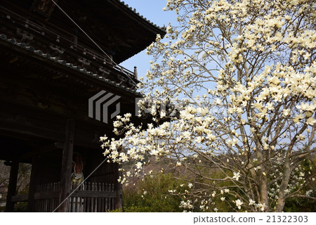 Kumagida-ji寺廟8 Shikoku佛教寺廟的山門和玉蘭 21322303