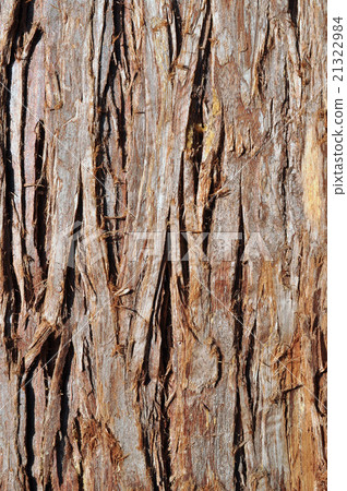 Close up tree pattern and texture Close up tree pattern and texture 21322984