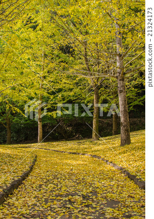 Iwaya公園秋葉 21324173