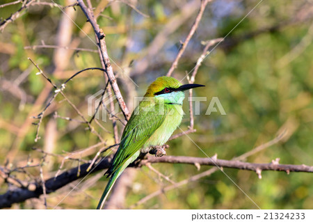 Midori Hachikui Midori Hachikui 21324233