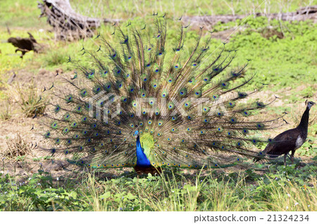 Peacock Peacock 21324234