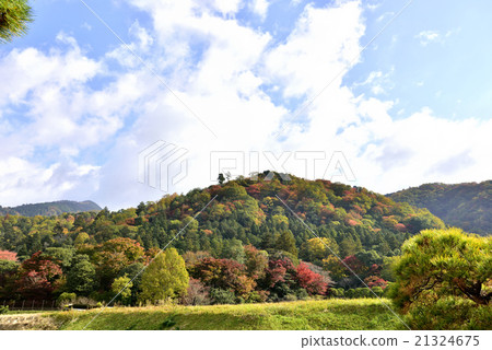 Shogakuin農村稻田景觀和松樹 21324675