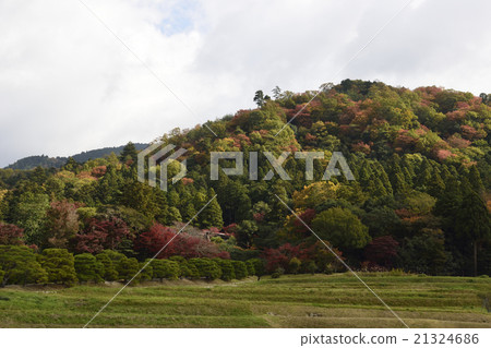 Shogakuin Rural paddy landscape and pine trees 21324686