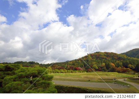 Shogakuin Rural paddy landscape and pine trees 21324687