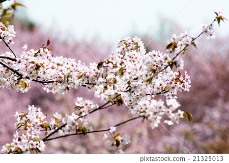 櫻花盛開 21325013