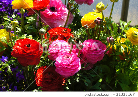 Ranunculus Ranunculus 21325167