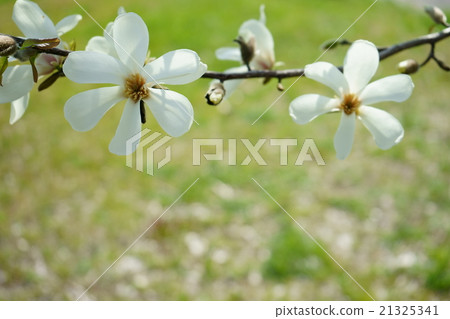 庫雷納亞·拳頭 21325341