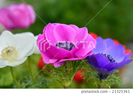 海葵 海葵 21325361