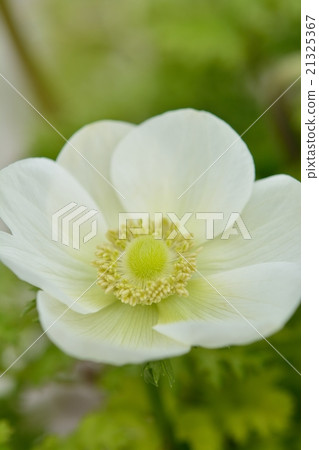 Anemones 21325367