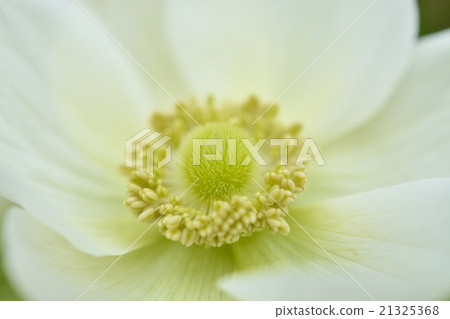 Anemones 21325368