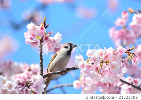 Cherry blossoms and sparrow Cherry blossoms and sparrow 21325509
