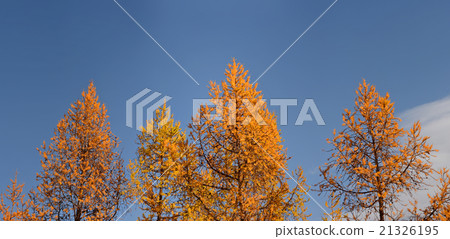 autumn Altai Mountains 21326195