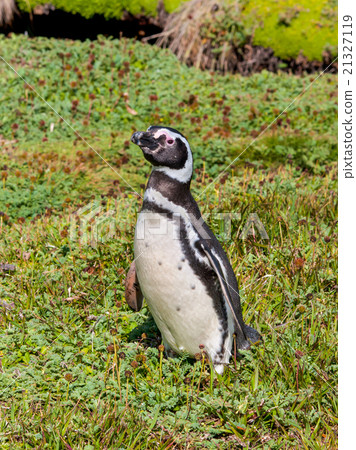 Magellanic Penguin (Spheniscus magellanicus) 21327119