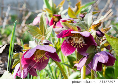 Christmas rose 21327897