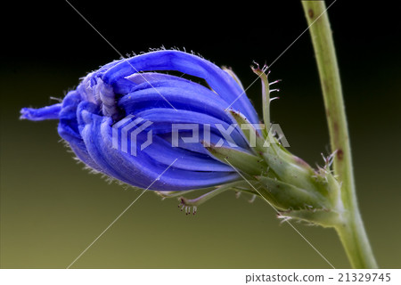 blue violet dianthus blue violet dianthus 21329745