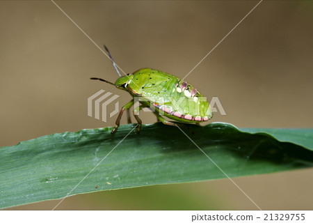 Heteroptera  palomena 21329755