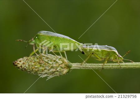 Heteroptera pentatomidae reproduction Heteroptera pentatomidae reproduction 21329756